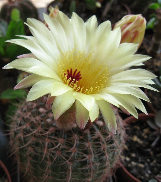Notocactus concinnus v. nigrispinus
